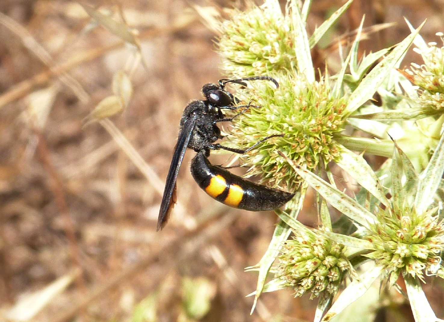 Scolie vere e scolie finte (Stizoides tridentatus)